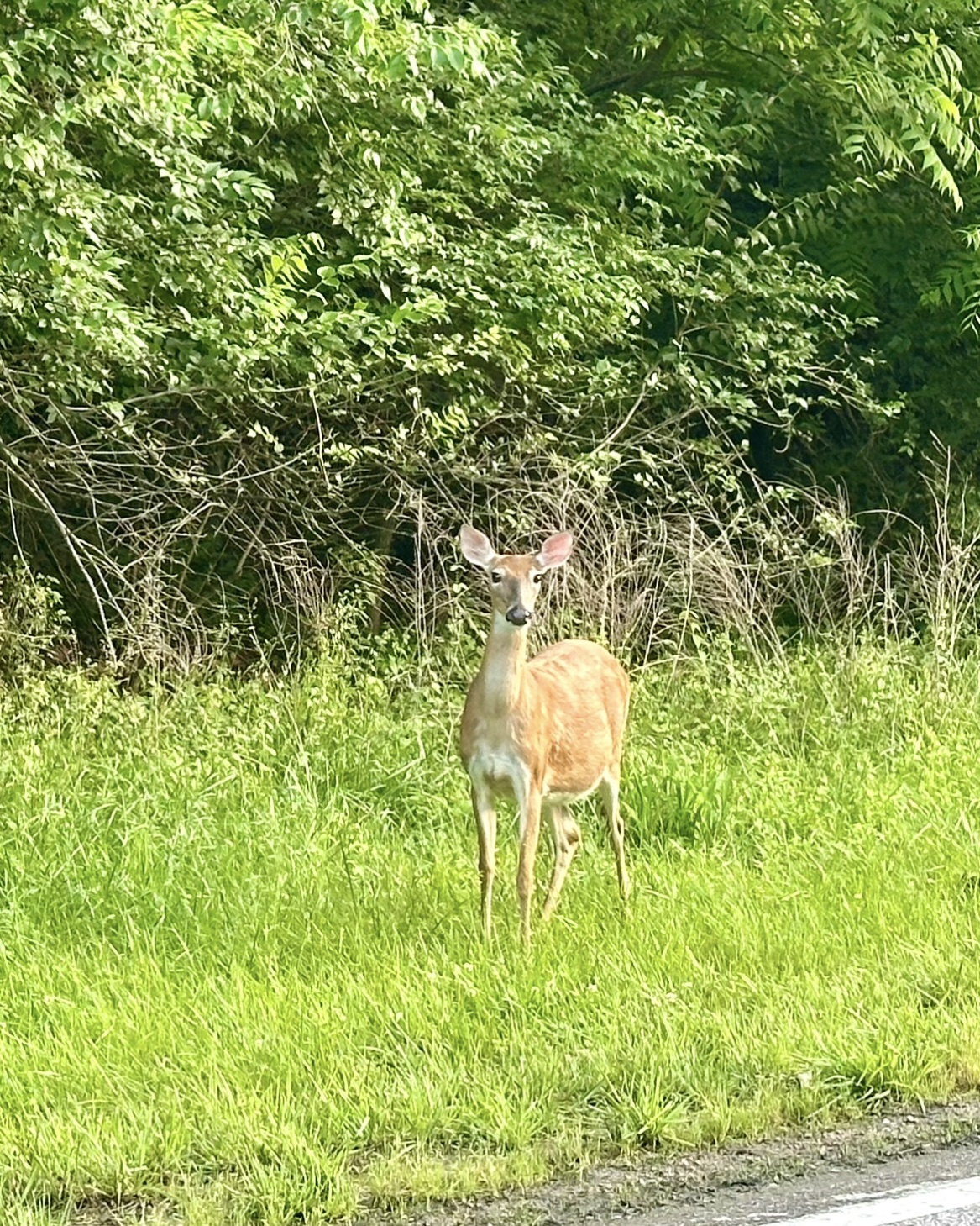 CITO Simpson lake deer