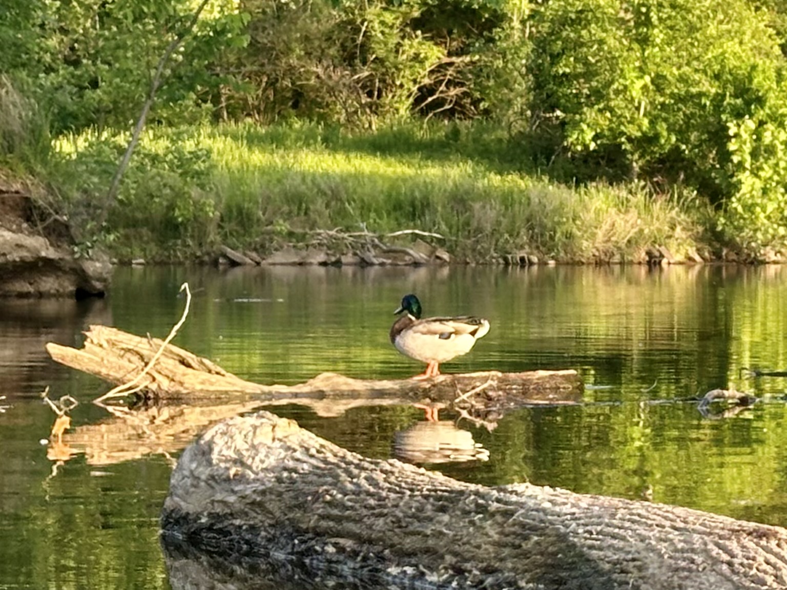 CITO Simpson lake duck